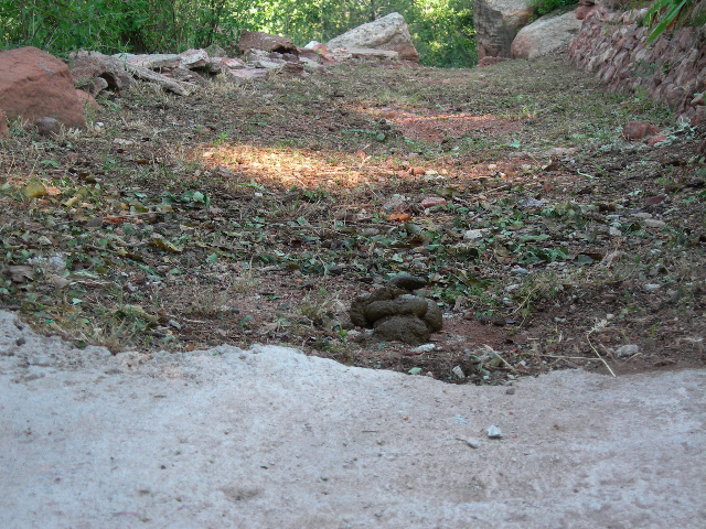 Black Bear left a calling card